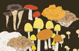 Media 8
